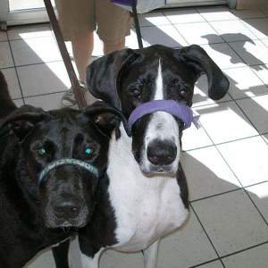 Fundraising Page: Mary Pietramale